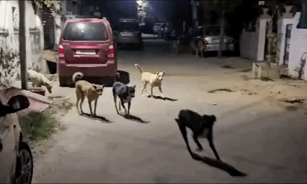 हिरणमगरी में कुत्तों का आतंकः महिलाएं बोलीं- हर दिन डर के साथ निकलना पड़ता है, बुजुर्गों की सुबह-शाम की वॉक भी बंद