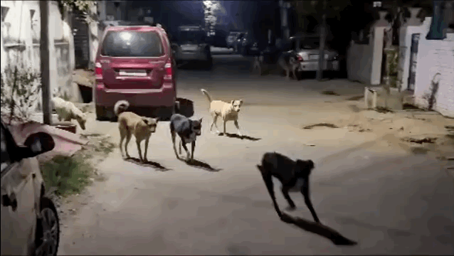 हिरणमगरी में कुत्तों का आतंकः महिलाएं बोलीं- हर दिन डर के साथ निकलना पड़ता है, बुजुर्गों की सुबह-शाम की वॉक भी बंद