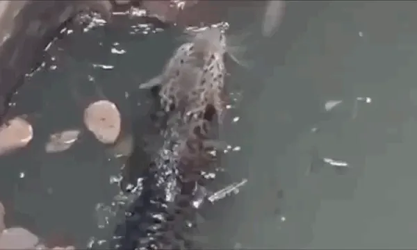 उदयपुर में 40 फीट गहरे कुएं में गिरा लेपर्ड: 4 घंटे तक फंसा रहा, पहले खटिया उतारी, फिर पिंजरे से बाहर निकाला