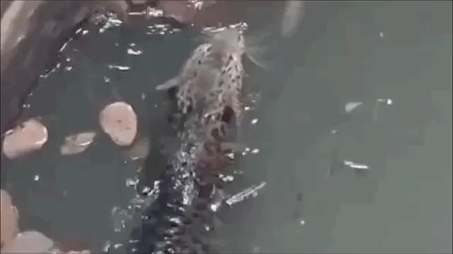 उदयपुर में 40 फीट गहरे कुएं में गिरा लेपर्ड: 4 घंटे तक फंसा रहा, पहले खटिया उतारी, फिर पिंजरे से बाहर निकाला