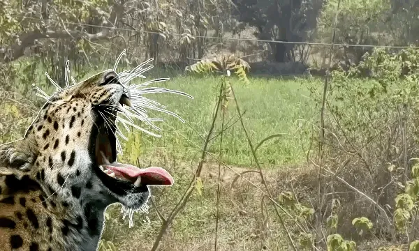 उदयपुर में लेपर्ड किसान को 500 मीटर ले गया घसीटकर, छत पर सोते वक्त किया हमला, कई हिस्से खा गया; पैर अलग पड़ा मिला!