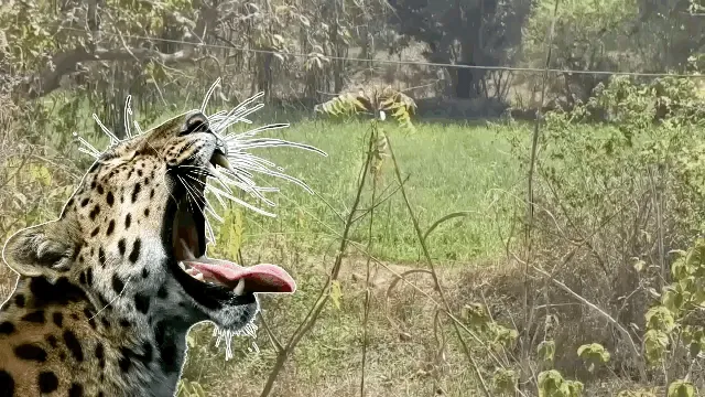 उदयपुर में लेपर्ड किसान को 500 मीटर ले गया घसीटकर, छत पर सोते वक्त किया हमला, कई हिस्से खा गया; पैर अलग पड़ा मिला!