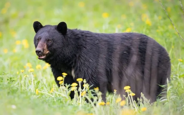 उदयपुर में तीन भालूओं ने किसान पर किया हमला; मुंह, सिर और शरीर के कई हिस्सों पर गहरे घाव