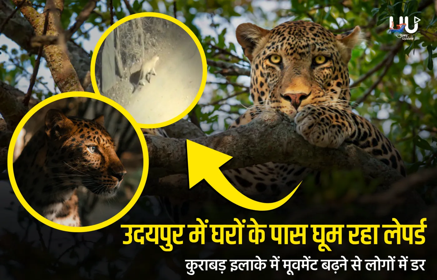 उदयपुर में घरों के पास घूम रहा लेपर्ड; कुराबड़ इलाके में मूवमेंट बढ़ने से लोगों में डर