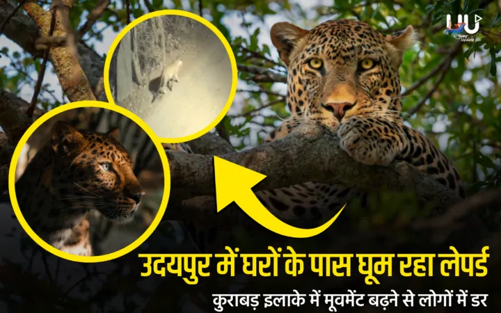 उदयपुर में घरों के पास घूम रहा लेपर्ड; कुराबड़ इलाके में मूवमेंट बढ़ने से लोगों में डर